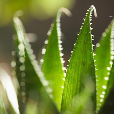 Actif naturel Aloe vera